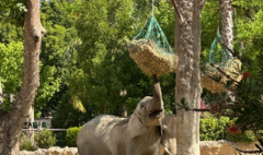 zoo1